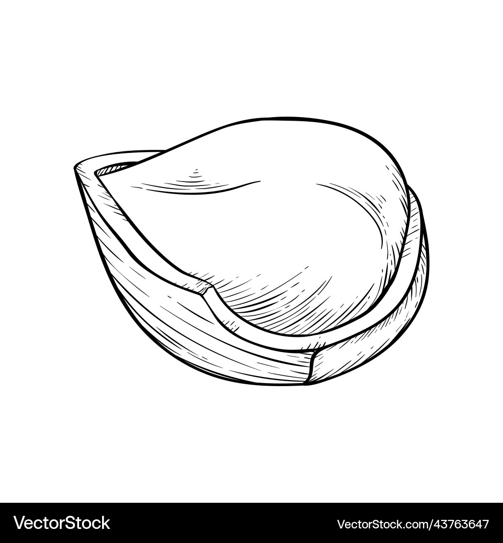 Hazelnut kernel half shell simple icon in sketch Hazelnut kernel half shell simple icon in sketch vector image