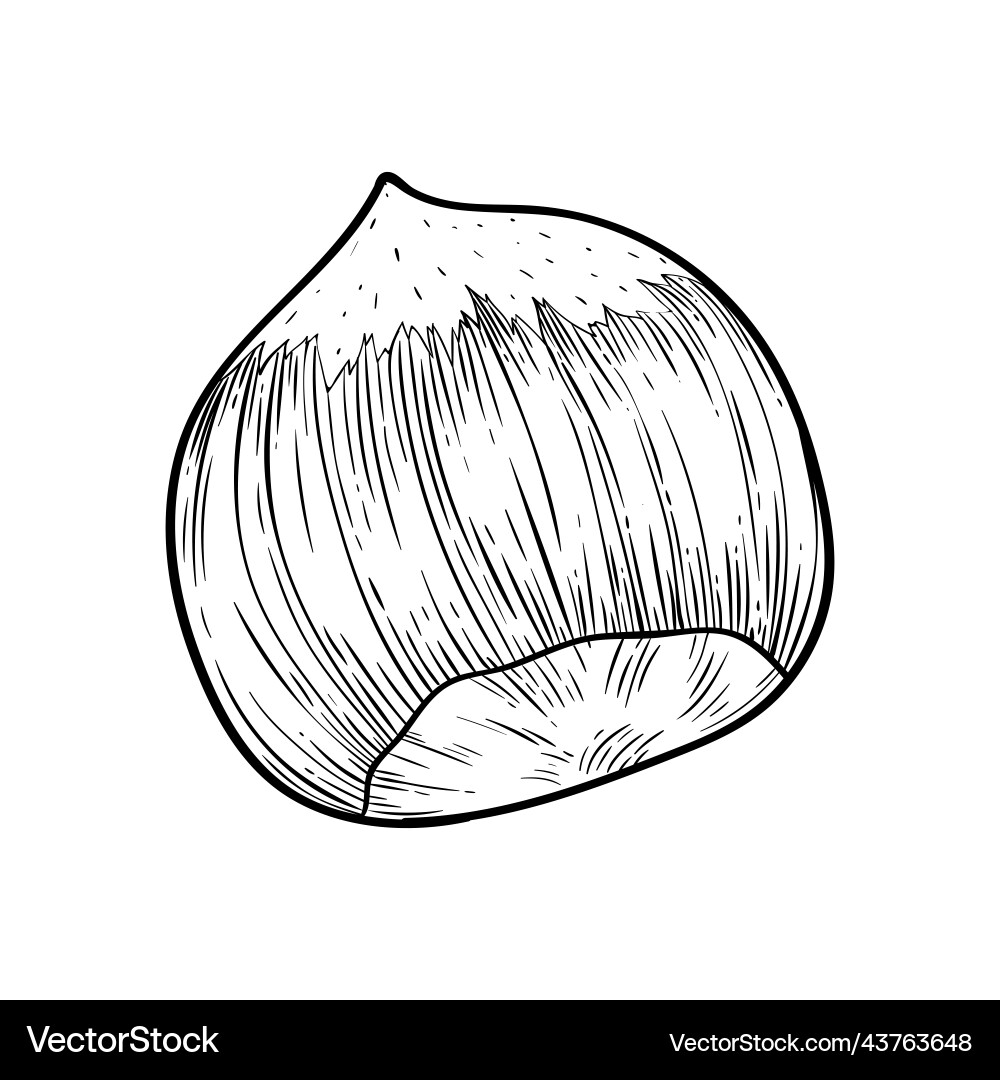 Hazelnut kernel in shell simple icon sketch Hazelnut kernel in shell simple icon sketch vector image