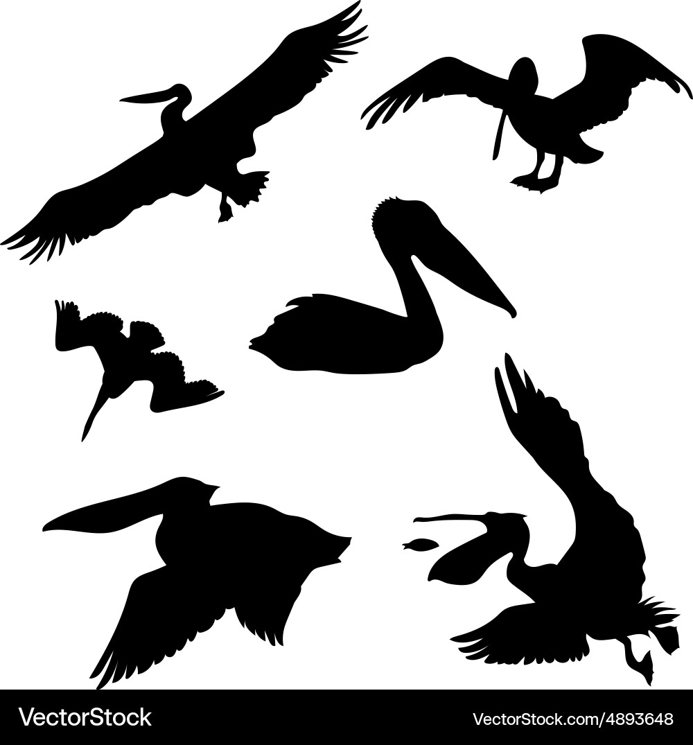Pelican Silhouettes vector image