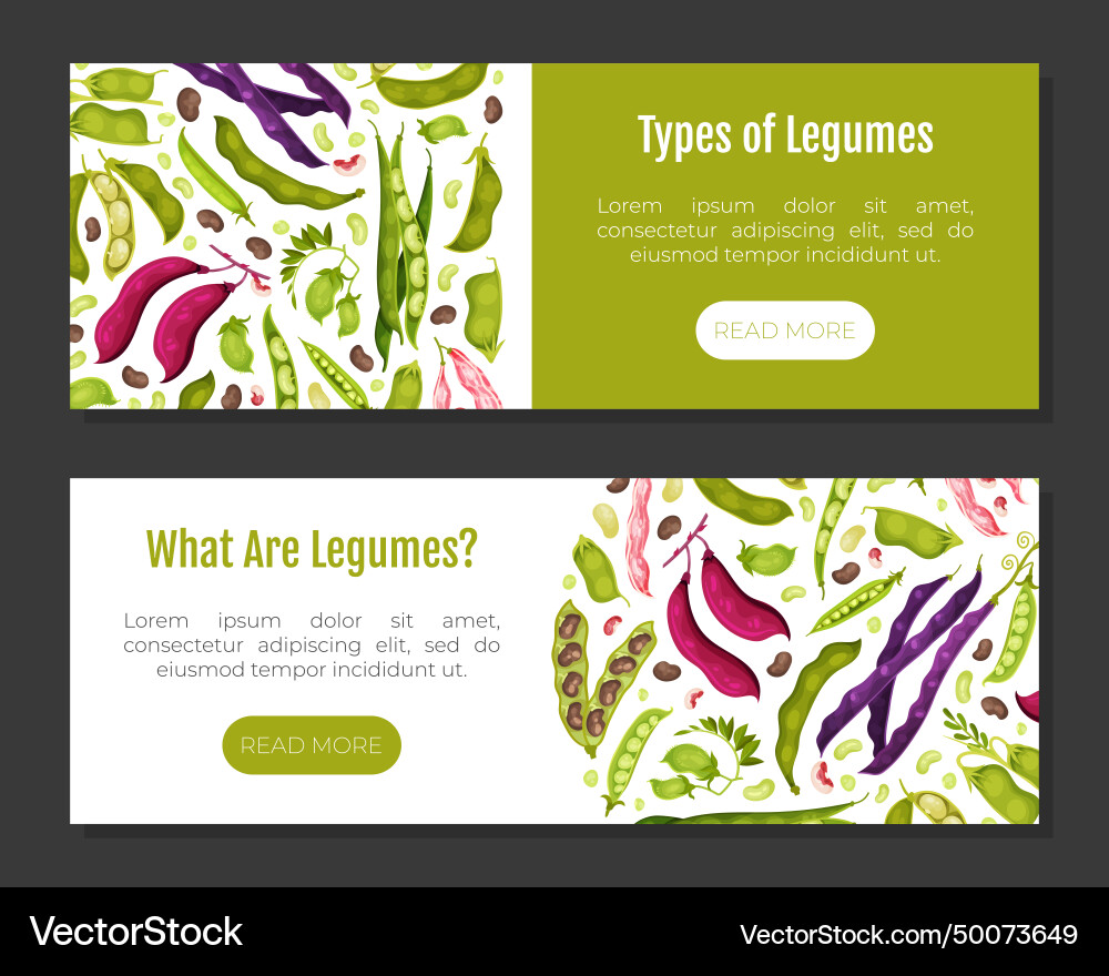 Legume plant banner design with pod and bean Legume plant banner design with pod and bean vector image