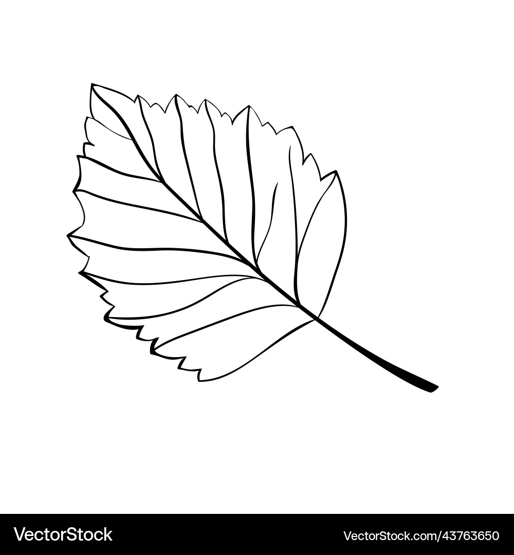Hazelnut leaf simple icon in sketch style hatched Vector Image