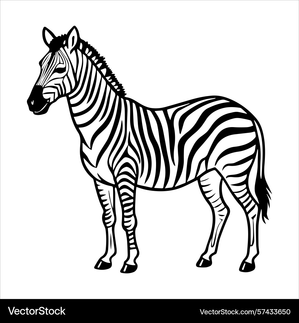 Plain zebra vector image