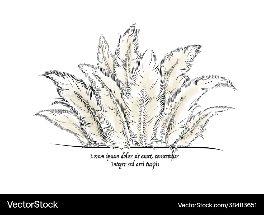 Feathers with text Feathers with text vector image
