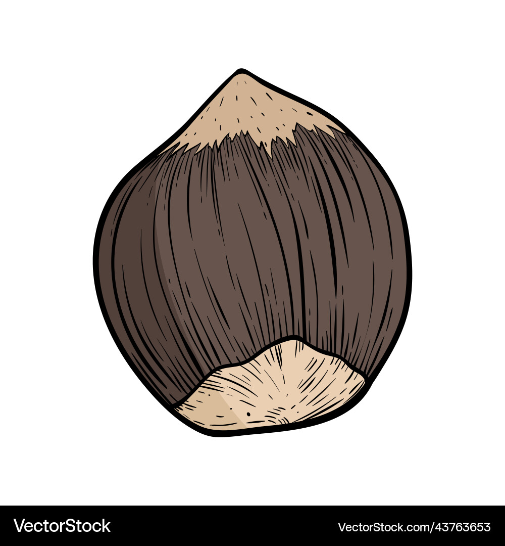 Hazelnut single fruit in shell walnut color lined Hazelnut single fruit in shell walnut color lined vector image
