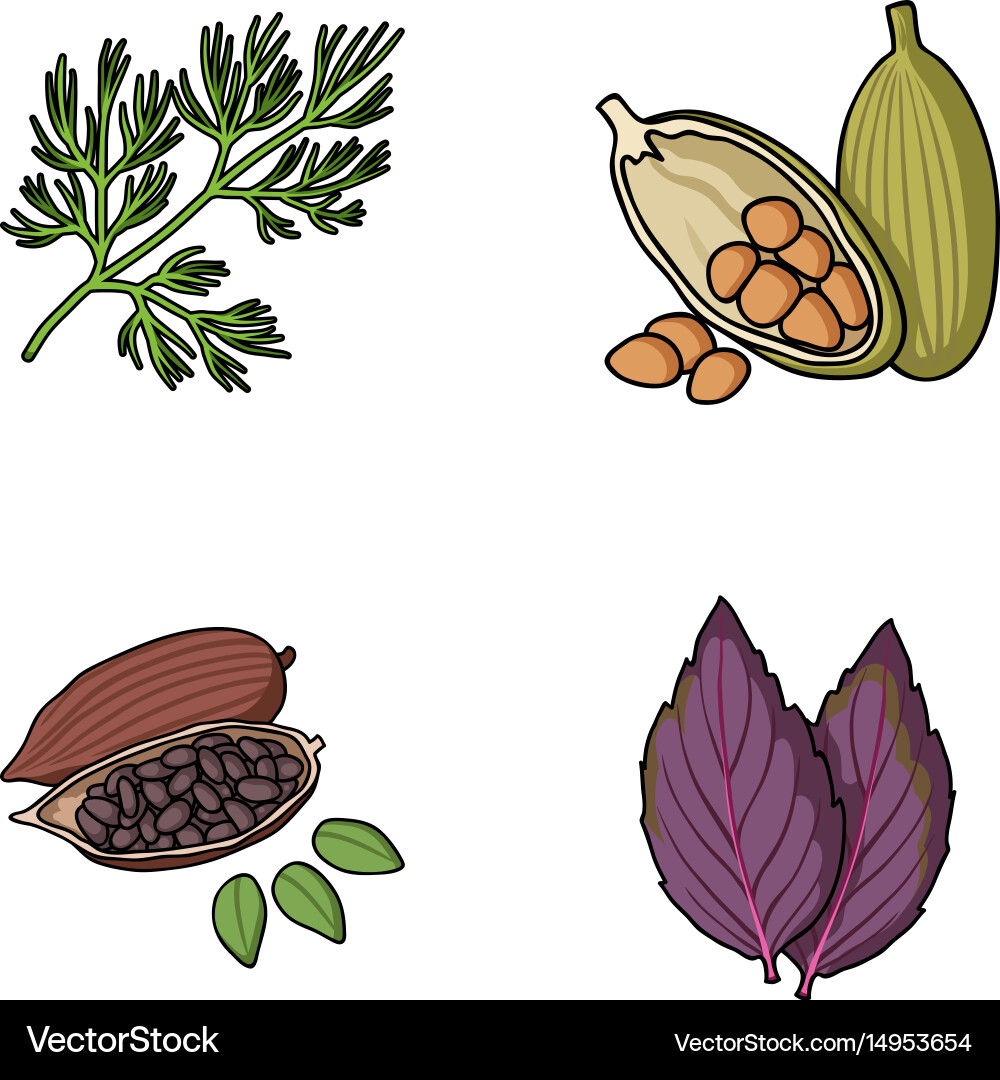 Dill cocoa beans basilherbs and spices set Vector Image