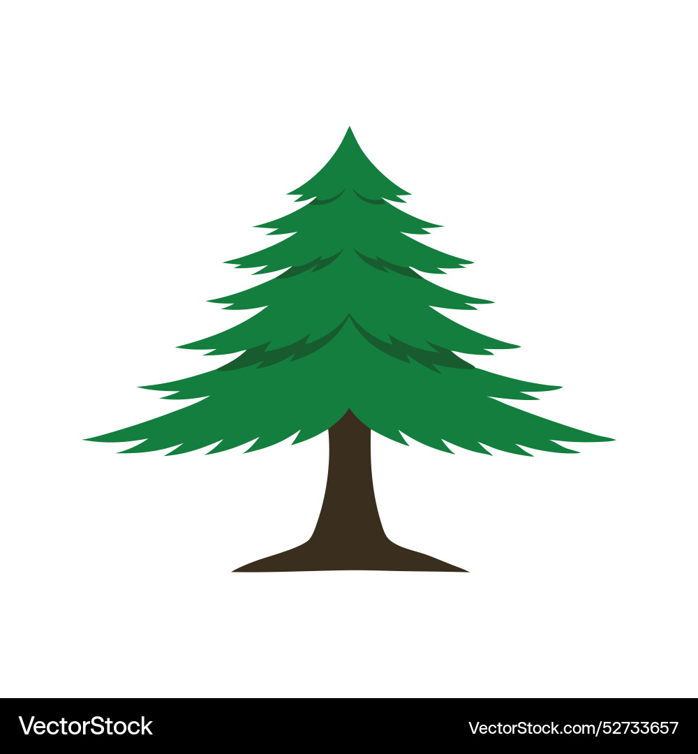 Cedar tree flat on white background Cedar tree flat on white background Vector Image