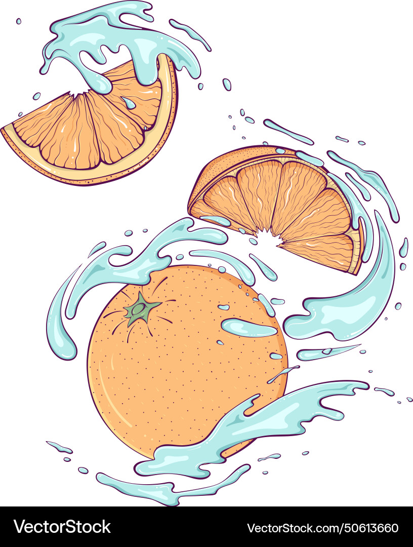 Flying whole and sliced orange with splash color Vector Image