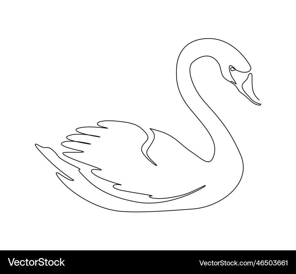Continuous one line drawing of mute swan simple Continuous one line drawing of mute swan simple Vector Image