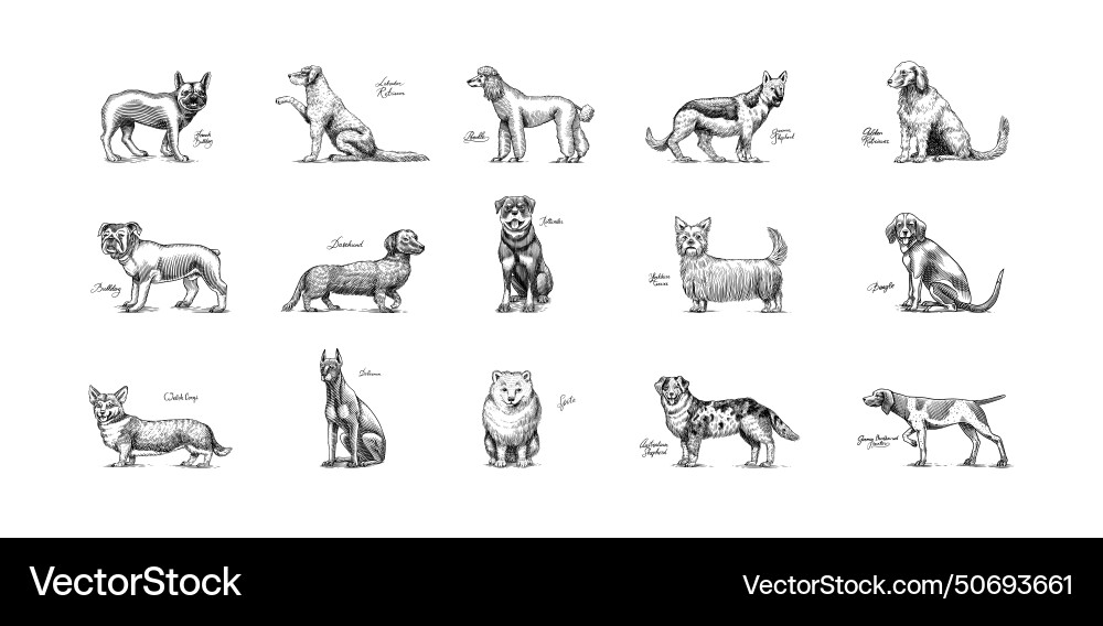 Dogs in this drawing different breeds of domestic Dogs in this drawing different breeds of domestic vector image