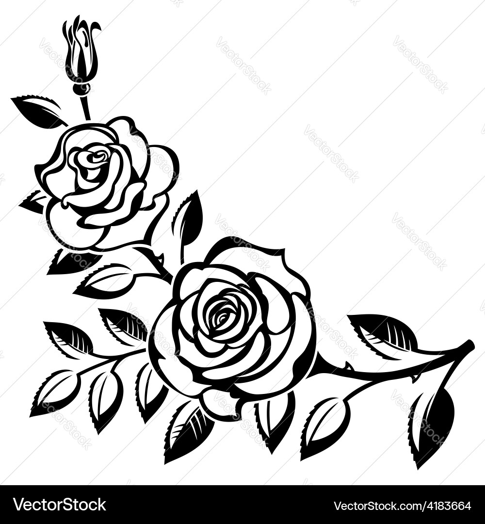 Branch of roses Royalty Free Vector Image - VectorStock