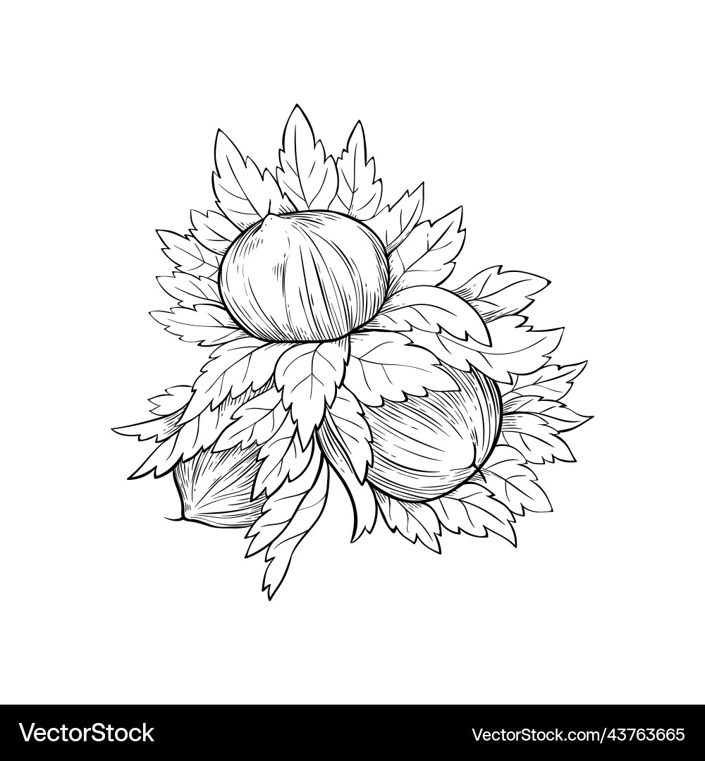Hazelnut simple icon in sketch style hatched nuts Hazelnut simple icon in sketch style hatched nuts vector image
