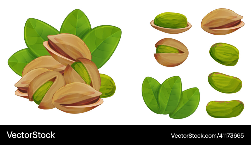 Pistachios heap nut and shell design element vector image