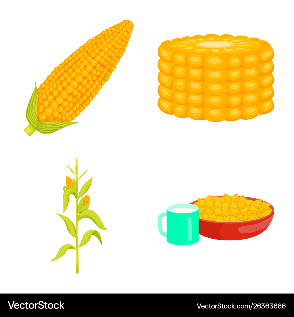Isolated object maize and food symbol set Isolated object maize and food symbol set vector image