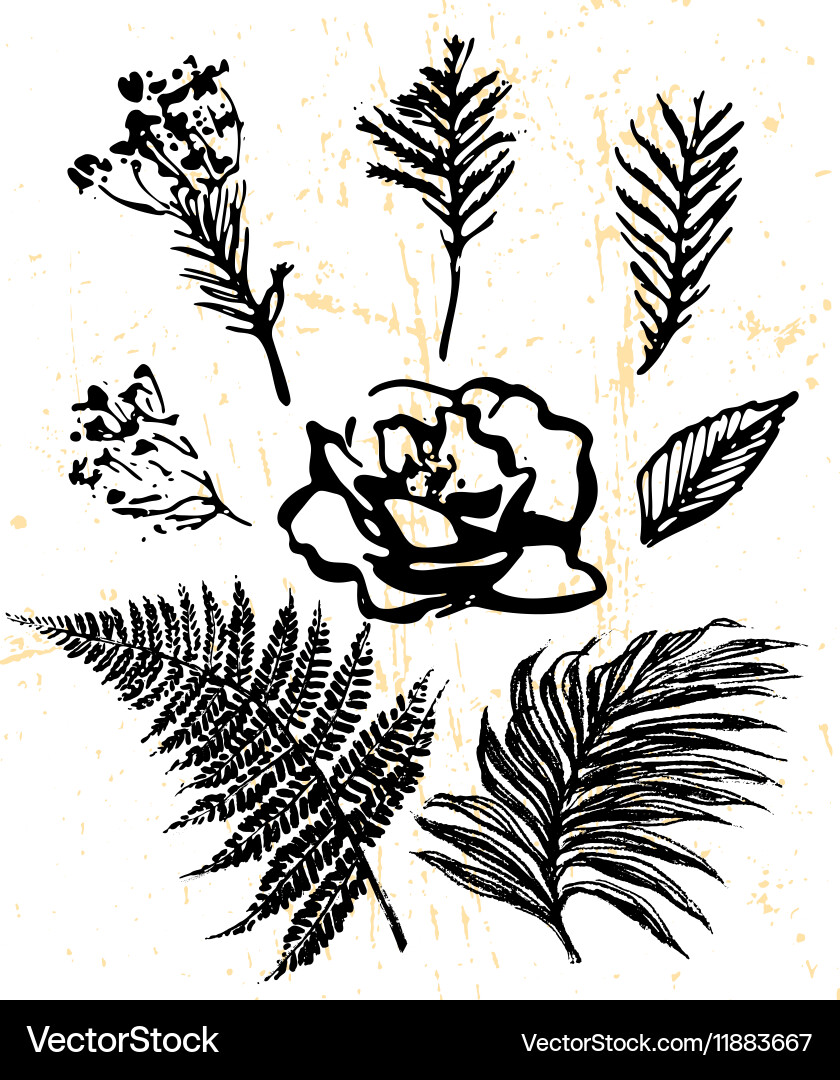 Floral elements collection Royalty Free Vector Image