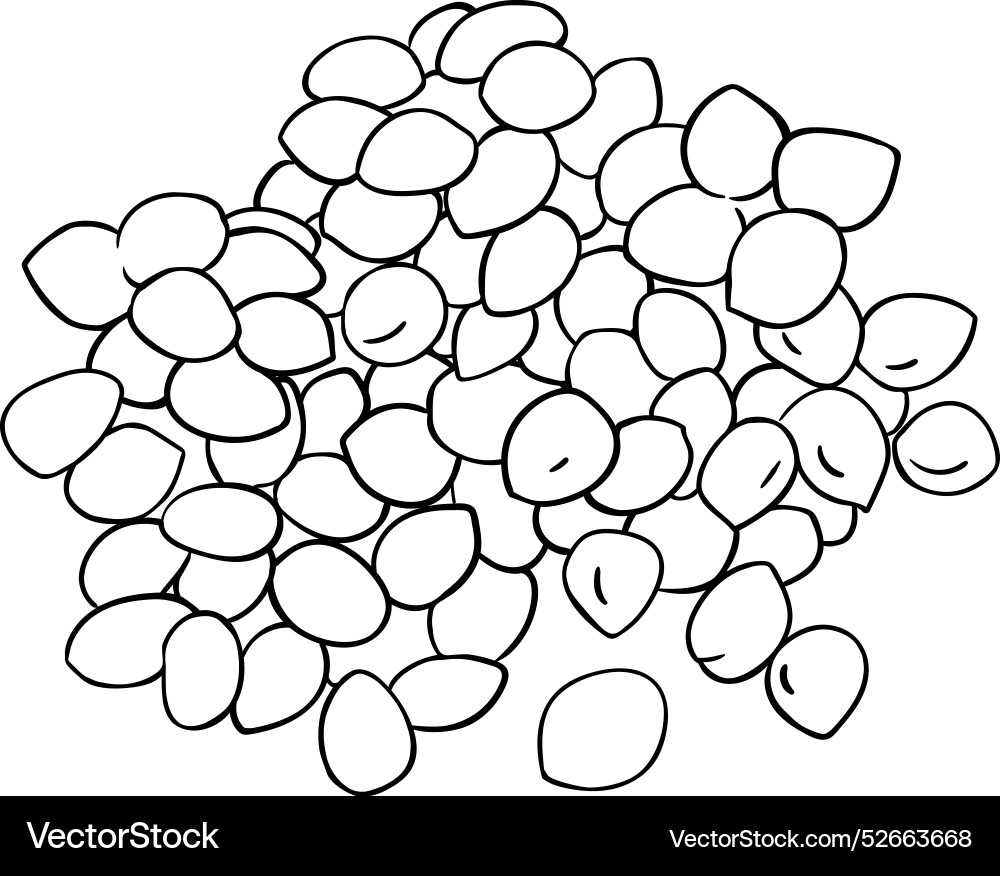 Amaranth seeds isolated outline Amaranth seeds isolated outline vector image