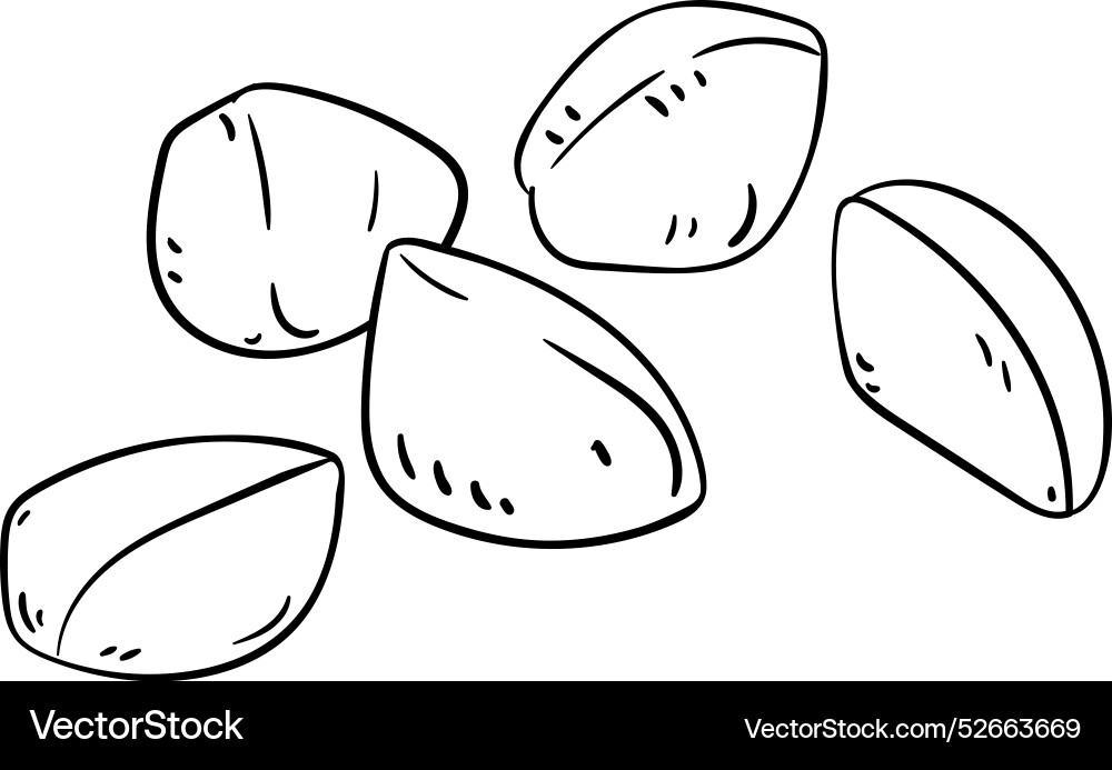 Andiroba nuts isolated outline Andiroba nuts isolated outline vector image