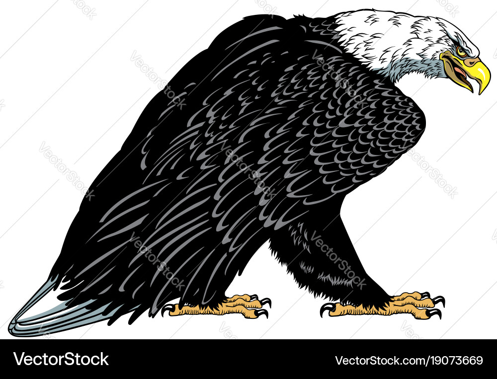 Bald eagle Royalty Free Vector Image - VectorStock