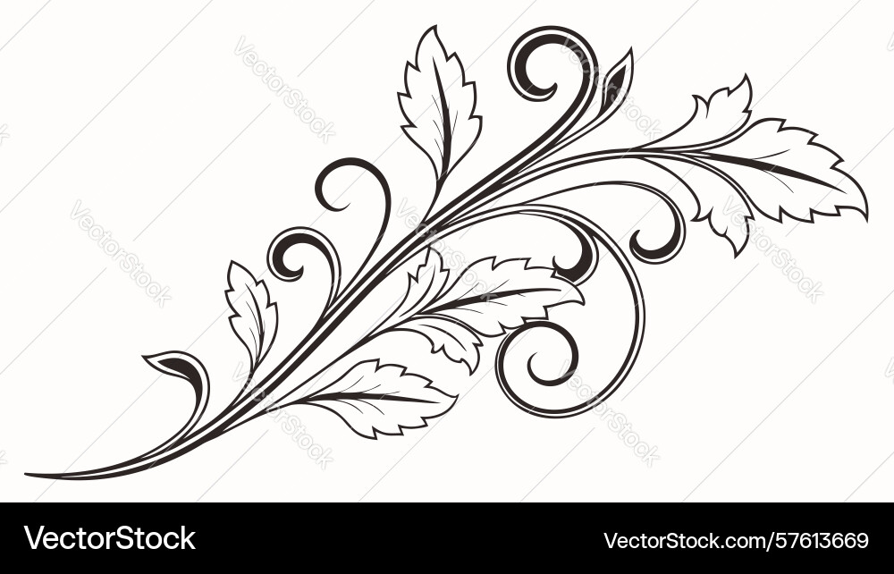 Botanical design element with flowing vines Vector Image