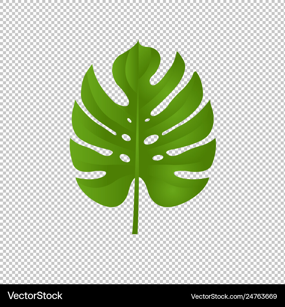 Monstera branch isolated transparent background Monstera branch isolated transparent background vector image