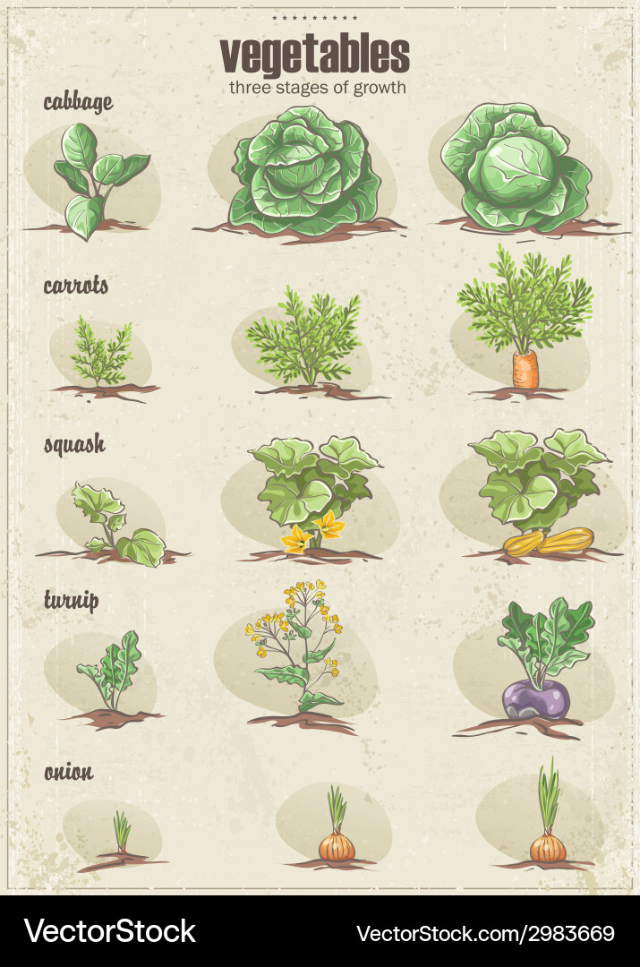 Set of vegetables with three stages Vector Image