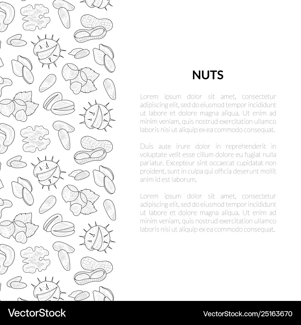 Nuts banner template with place for your text Vector Image