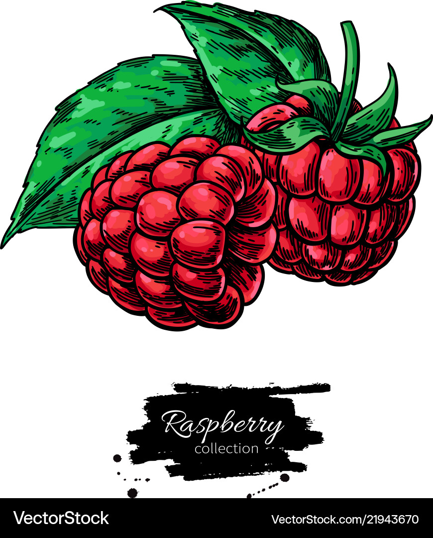 Raspberry Branch Sketch vector image