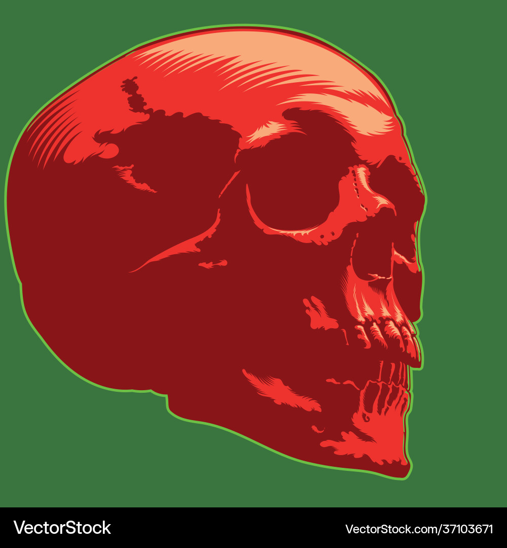 Skull image red green vector image