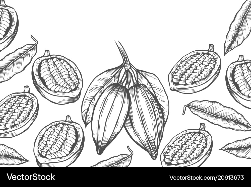 Cocoa bean tree design template vector image