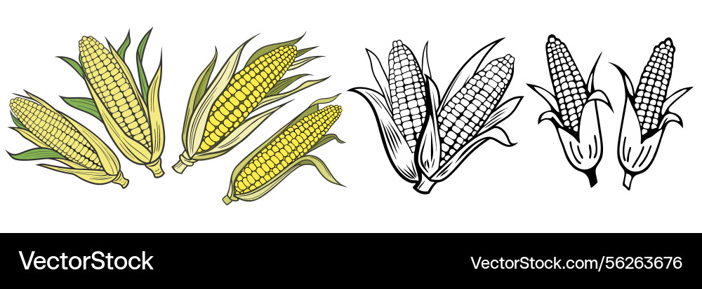 Corn cob image Royalty Free Vector Image - VectorStock