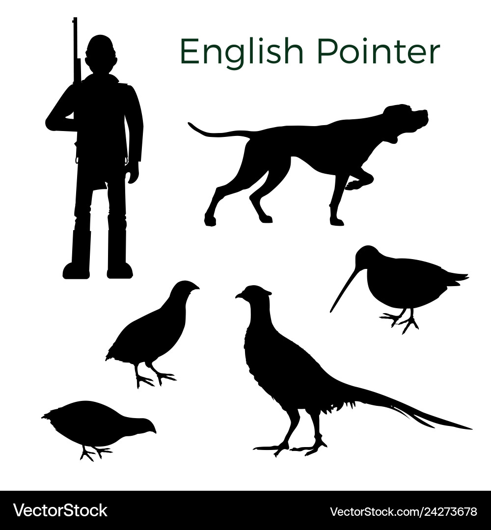 English Pointer Hunting Set vector image