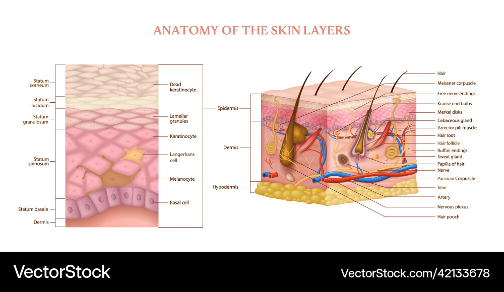 Understanding Skin Strcture Skin layers structure Royalty Free Vector Image
