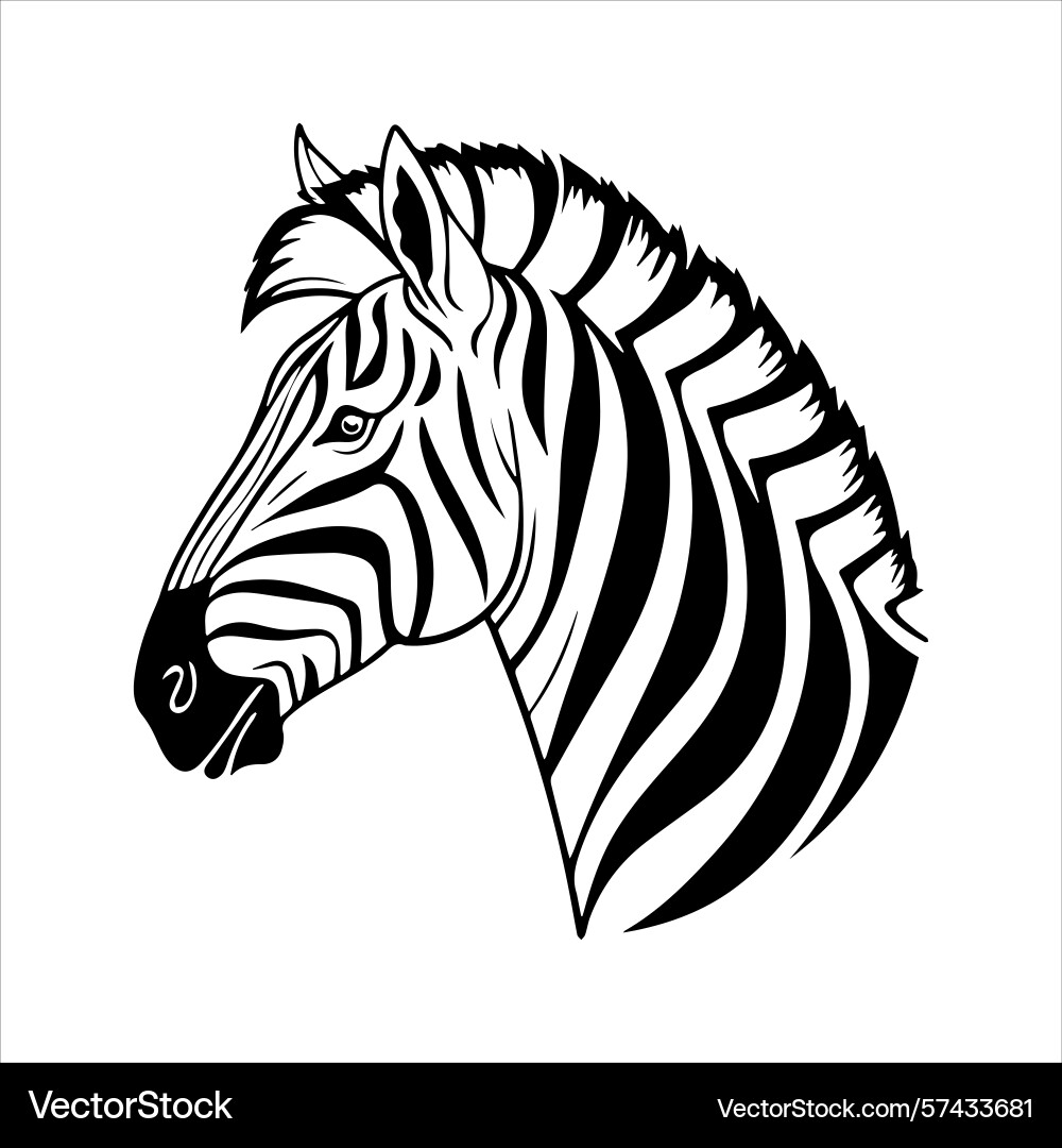 Plain zebra vector image