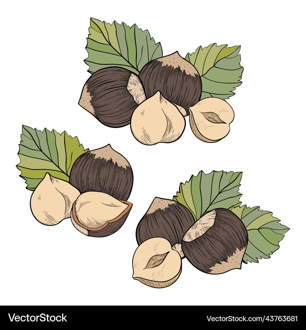 Set of hazelnuts color compositions with kernels Set of hazelnuts color compositions with kernels vector image