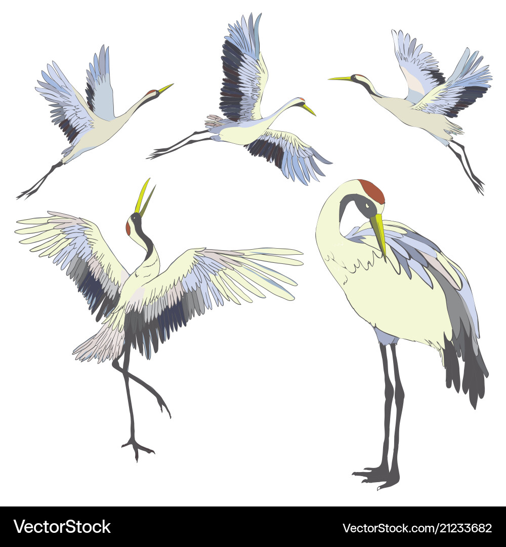 Crane a bird in flight design element vector image