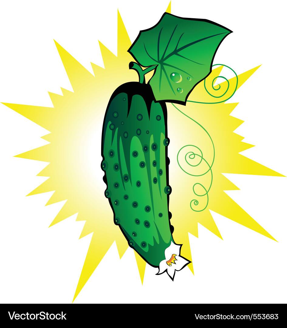 Fresh Cucumber Close-up Vector Image