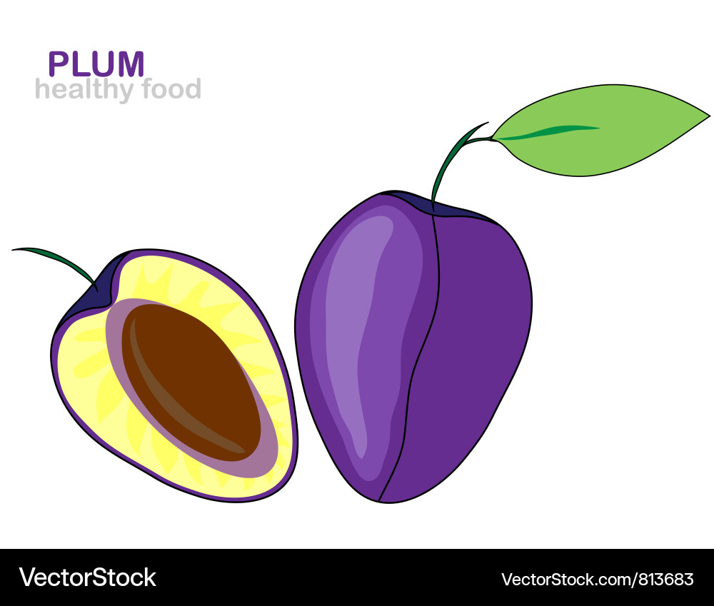 Plum fruit Vector Image