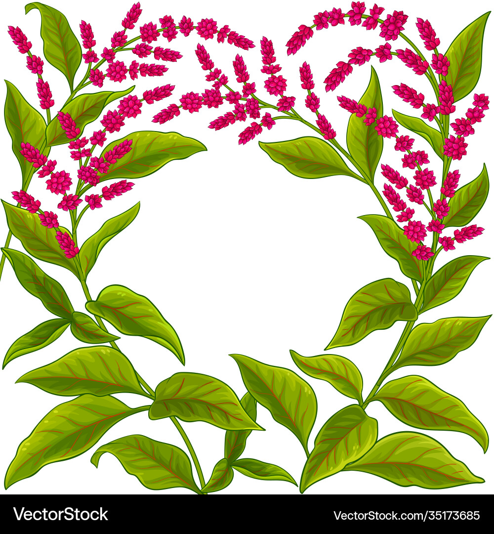 Amaranth Flower Frame vector image
