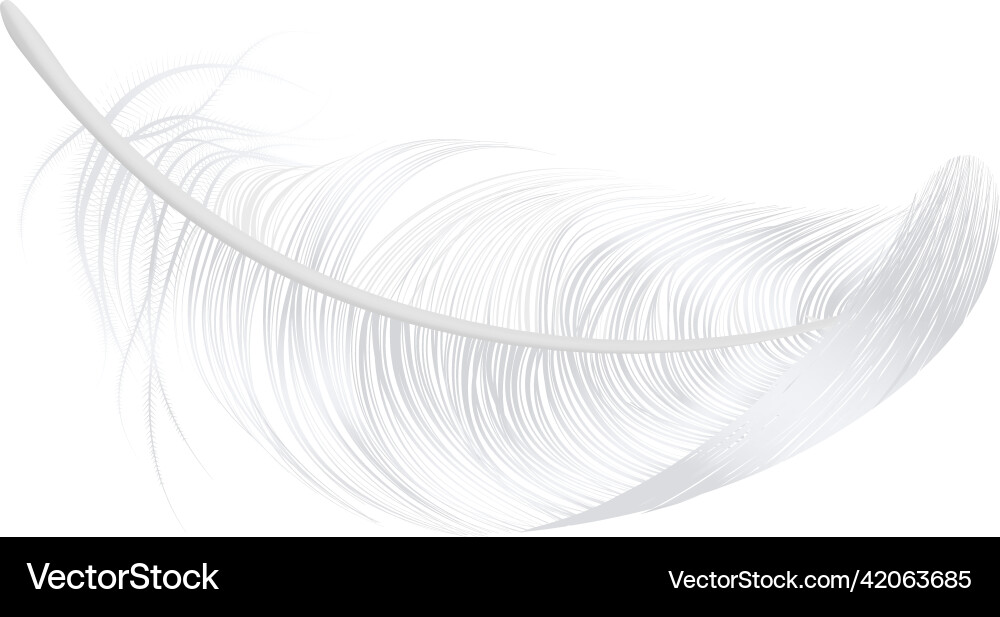 Realistic feather vector image