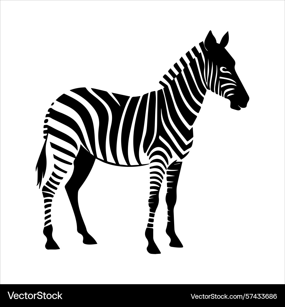 Plain zebra vector image