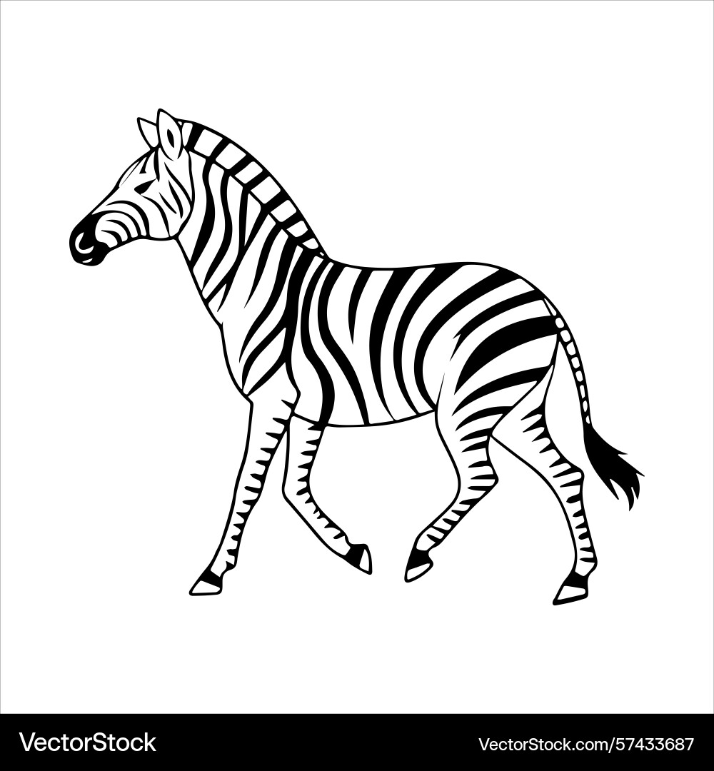 Plain zebra vector image