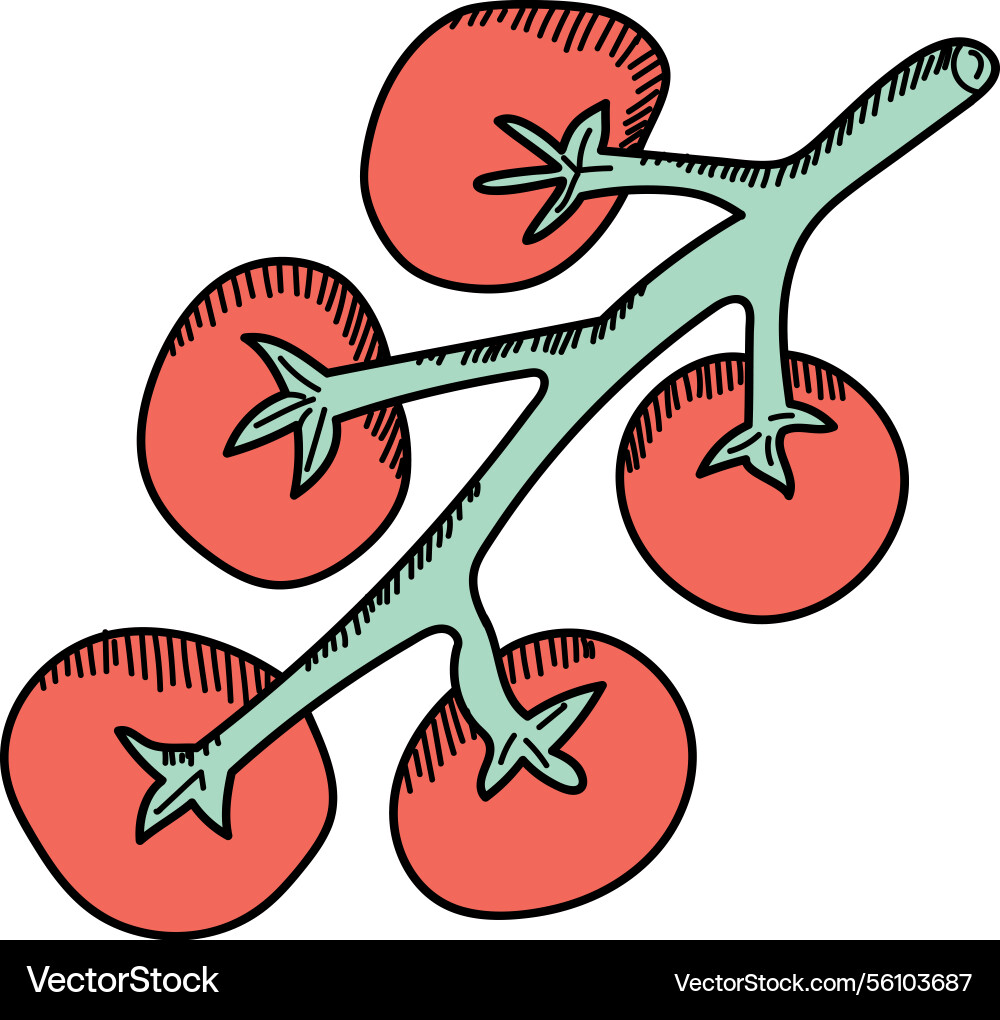 Tomato branch with simple lines Vector Image