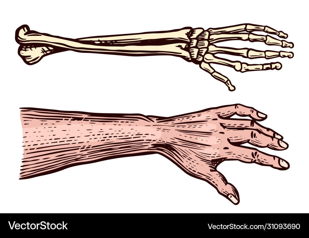 Human and Skeleton Hands - Anatomical Sketch Vector Image