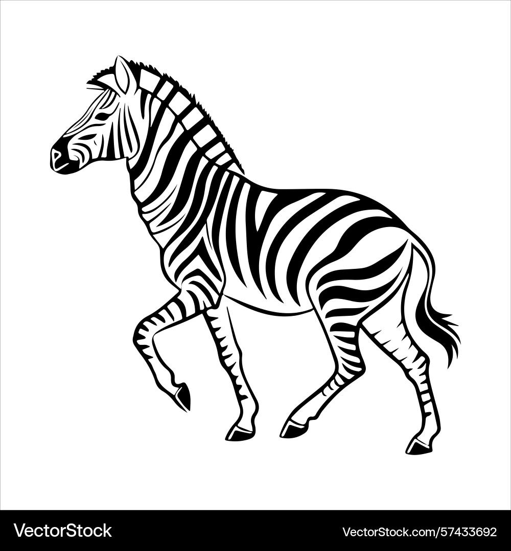 Plain zebra vector image