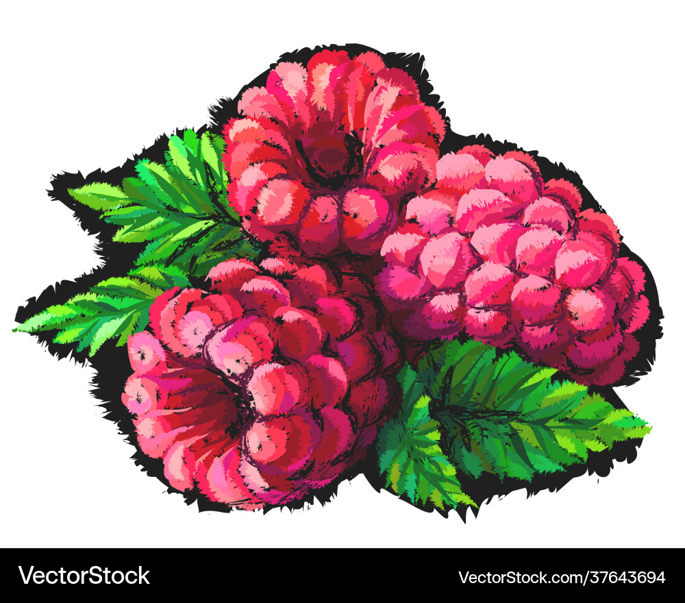 Raspberry abstract multicolored image Raspberry abstract multicolored image Vector Image
