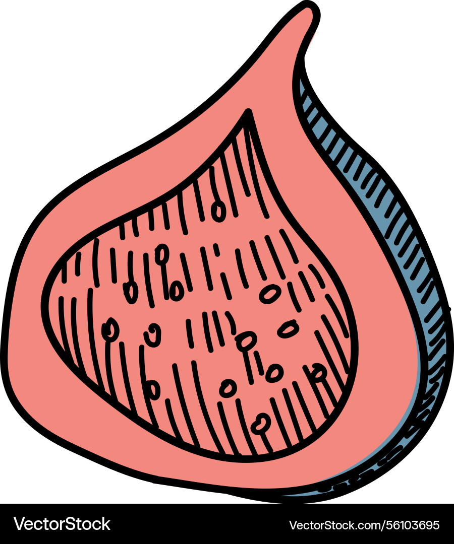 Hand-drawn fig slice sketch Vector Image