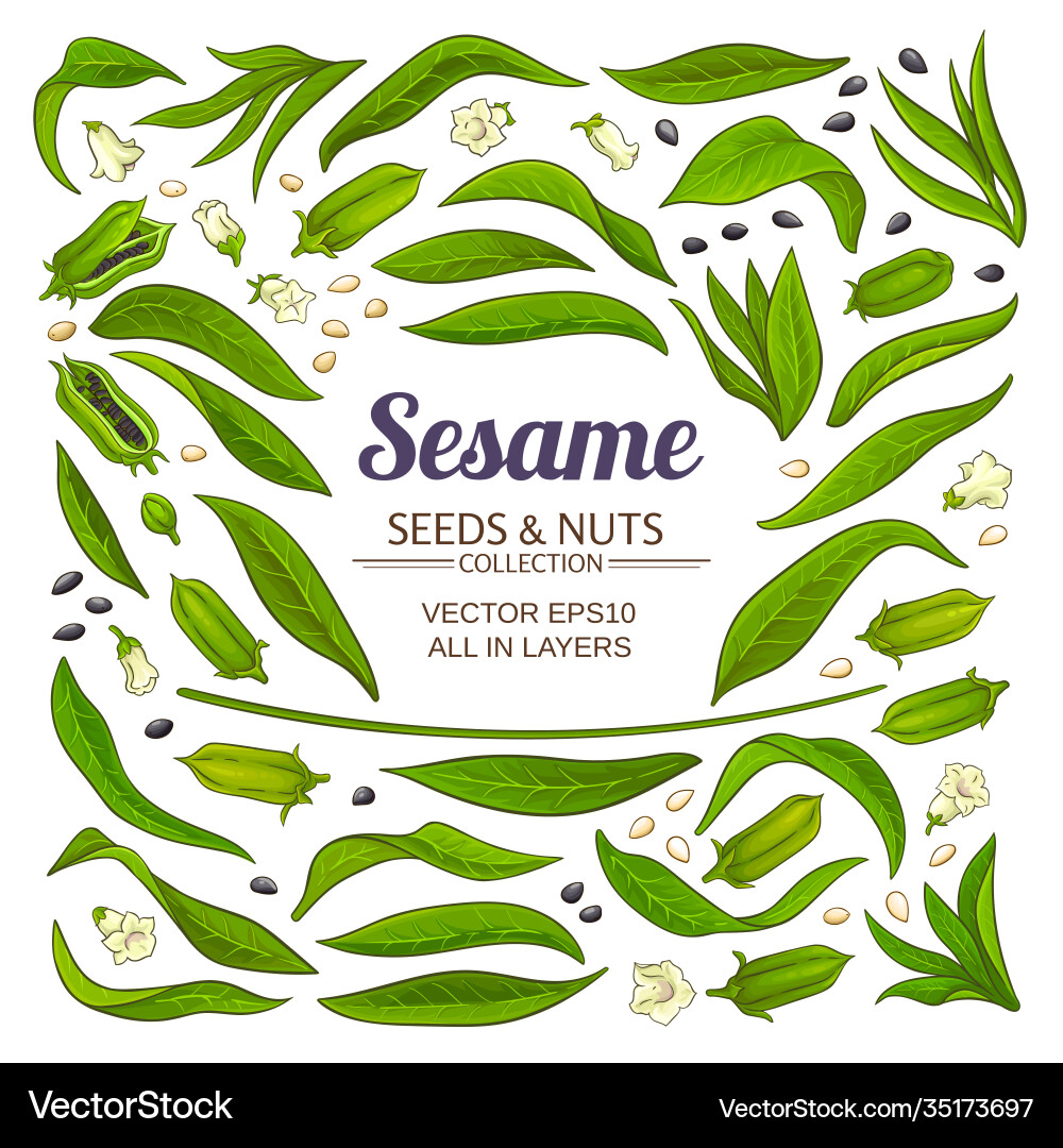 Sesame elements set vector image