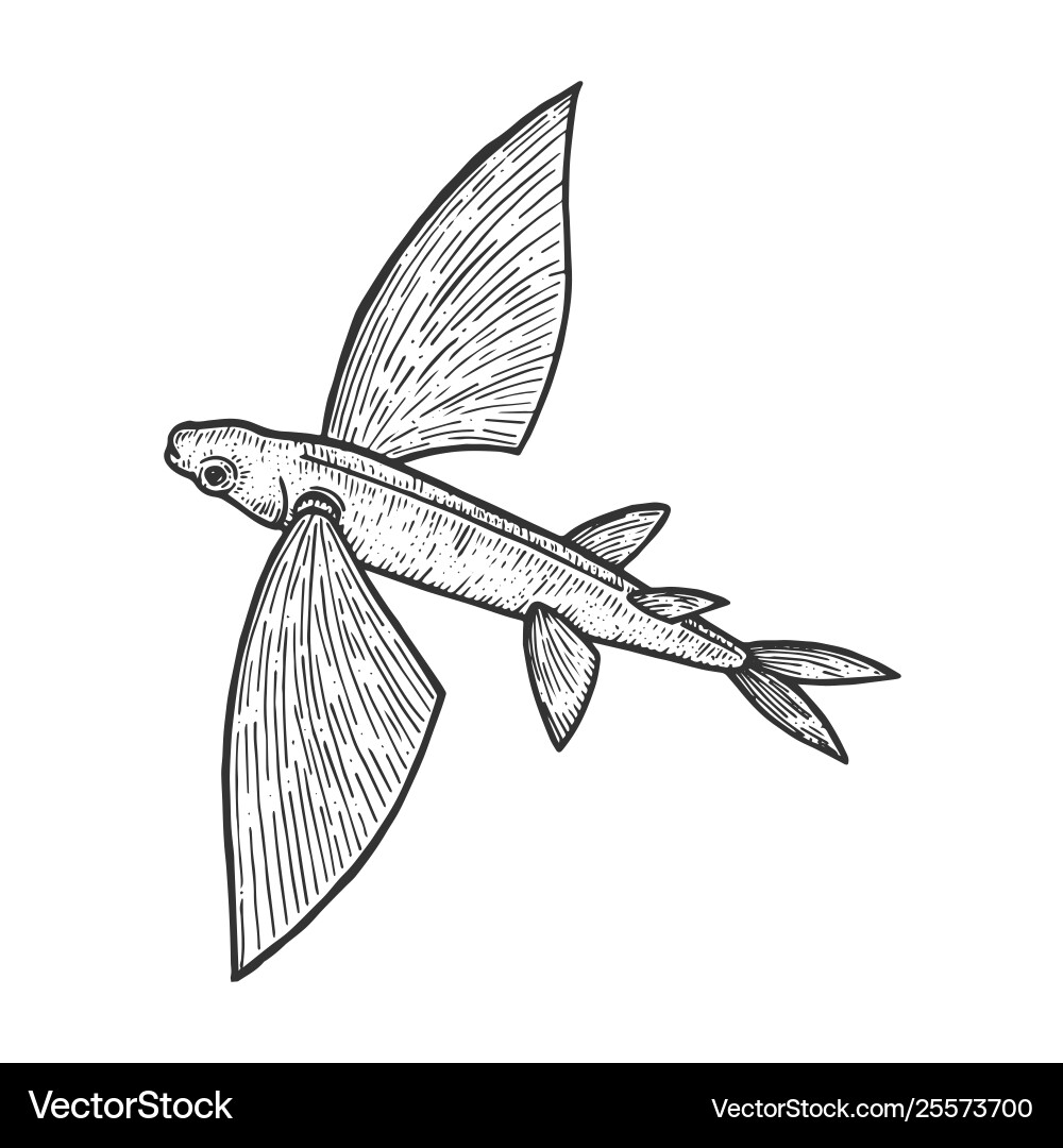 Flying Fish Scratch Board Sketch – Royalty-Free Vector | VectorStock, image size:1000x1080