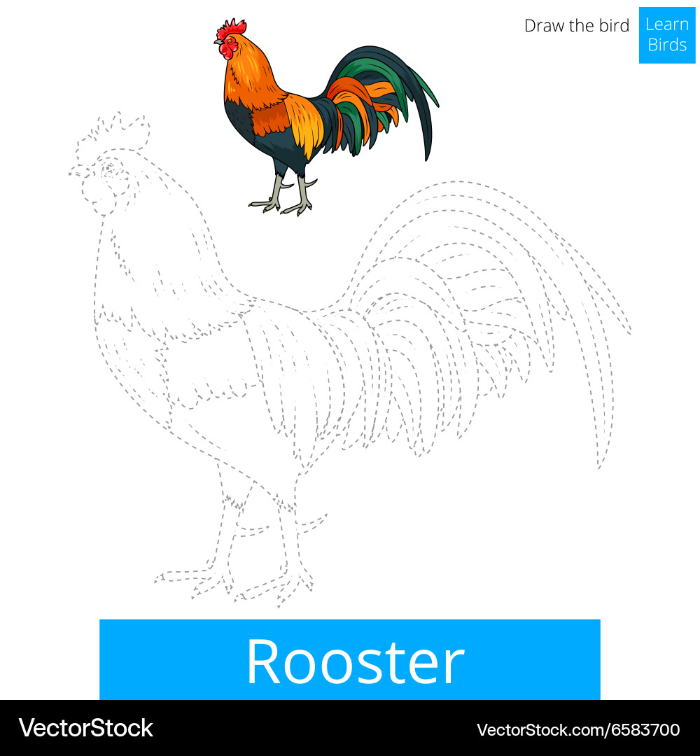 Rooster bird learn to draw Vector Image