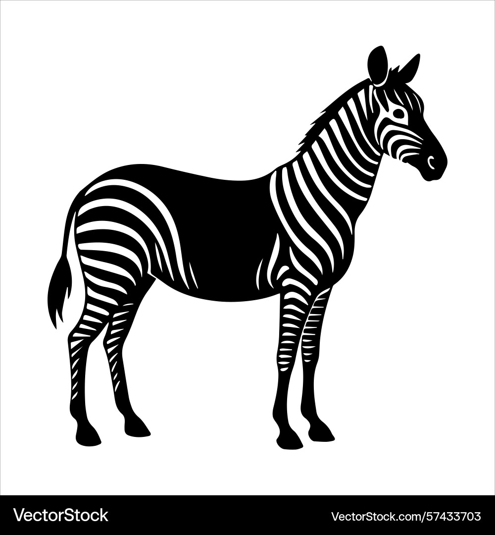 Plain zebra vector image