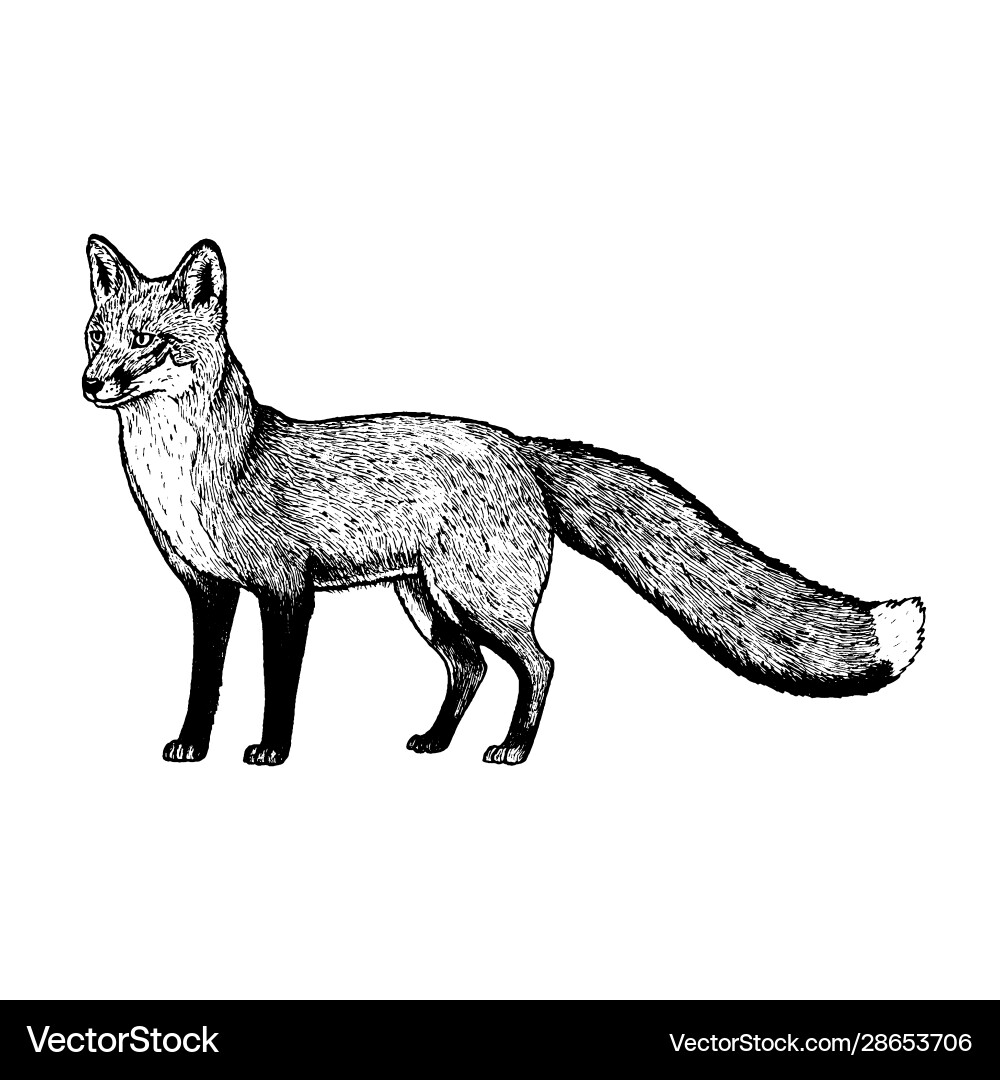 Black and White Fox Sketch – Royalty-Free Vector | VectorStock, image size:1000x1080